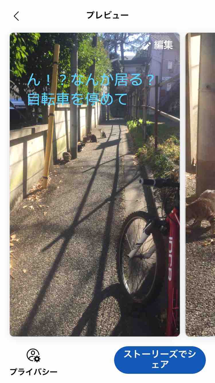 普段の生活で出会う猫ちゃん猫ちゃん