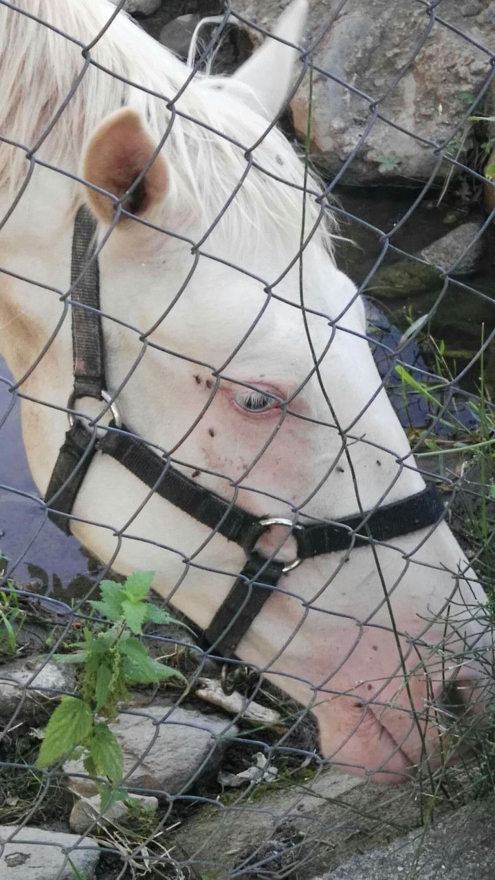 caballo