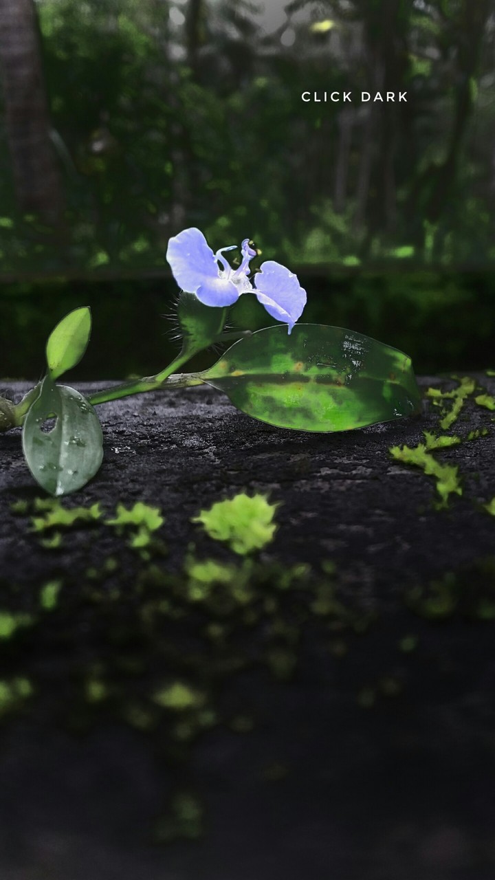 BlUe.  FloWeR.....