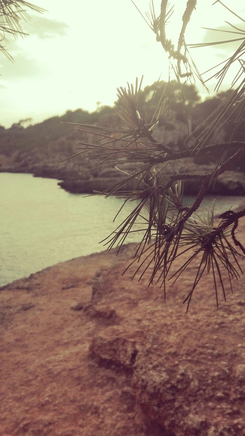 Äste vor dem Meer