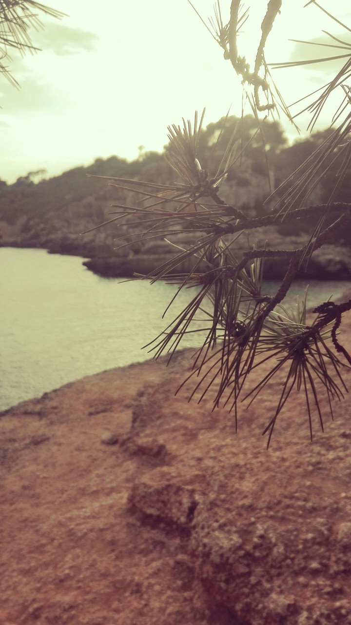 Äste vor dem Meer
