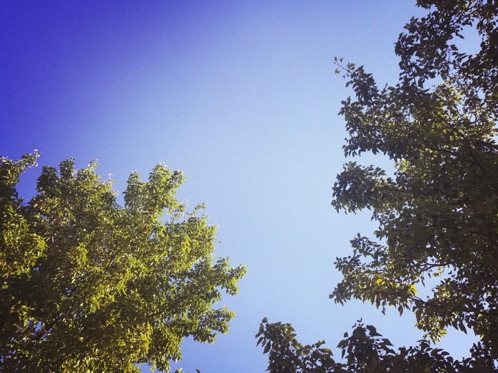 Blue Utah Sky with Trees in fall