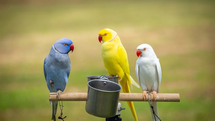 Parrots