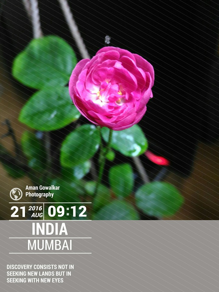 ROSE PHOTOGRAPHY