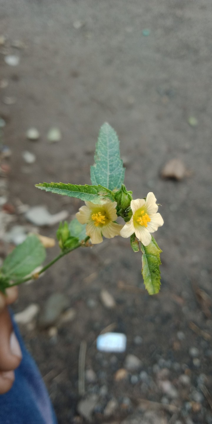 flower
