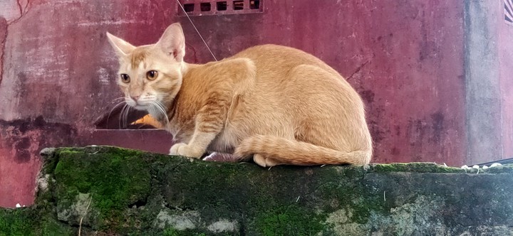 cat#