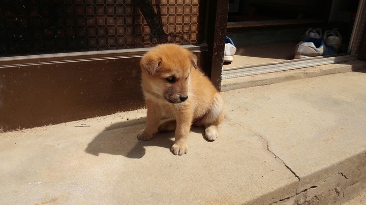 korean country puppy