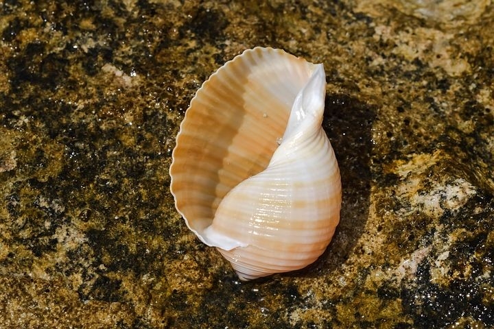 shell