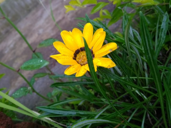 Yellow flower