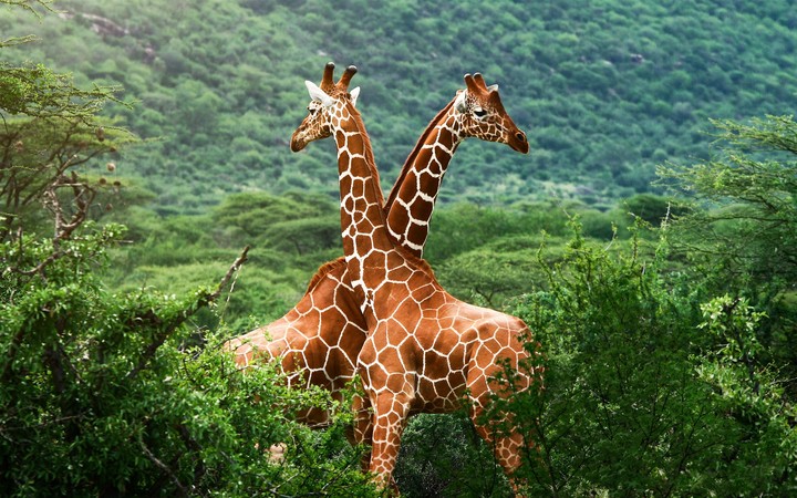 girrafe