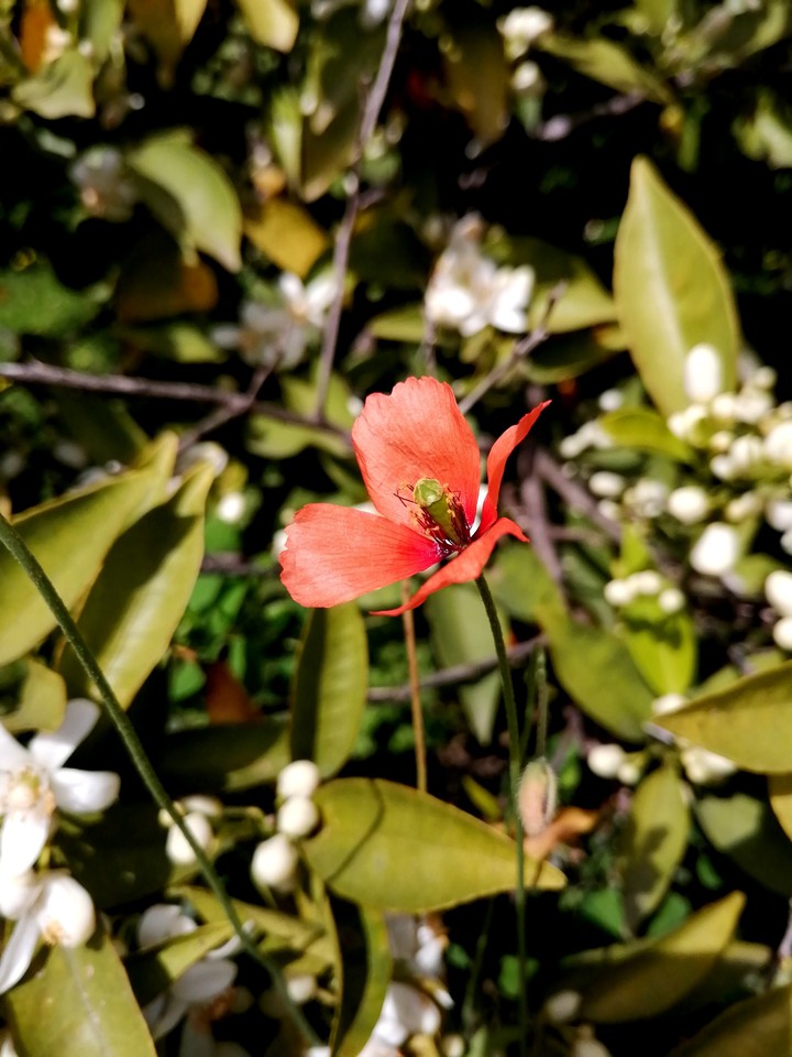 Nature's Beauty