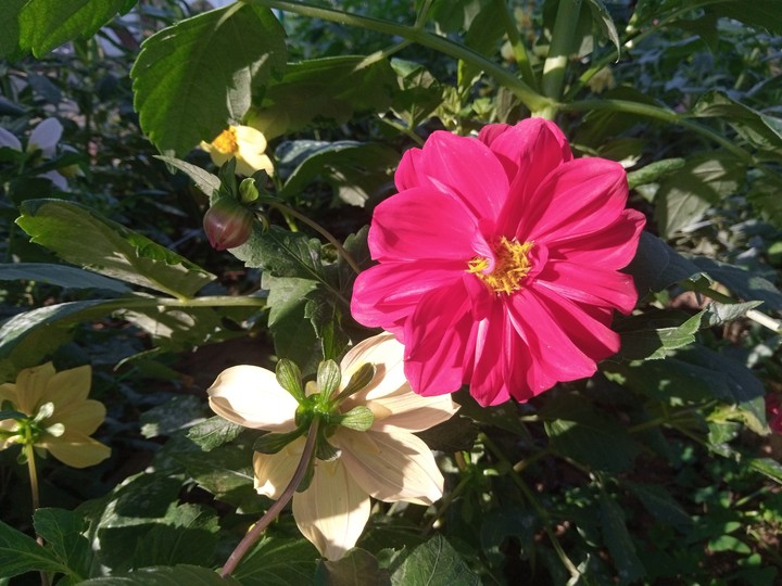 Flowers