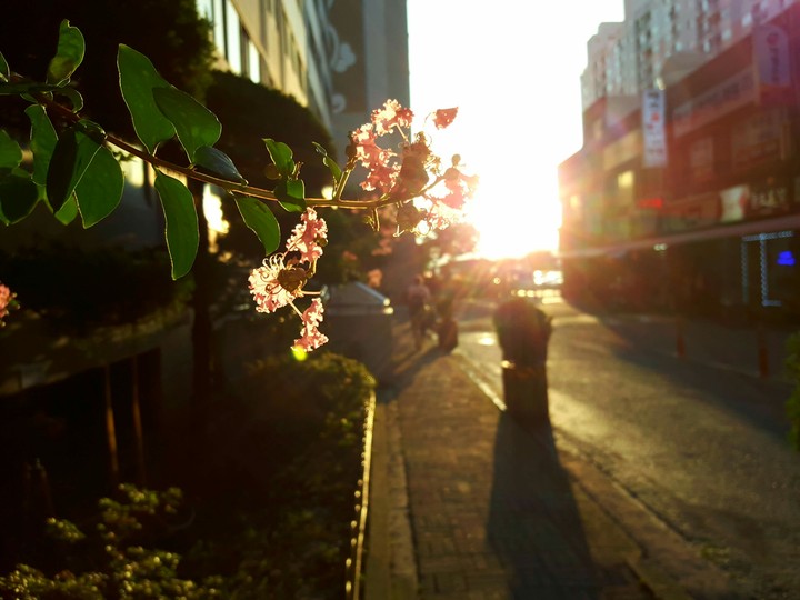 flower
