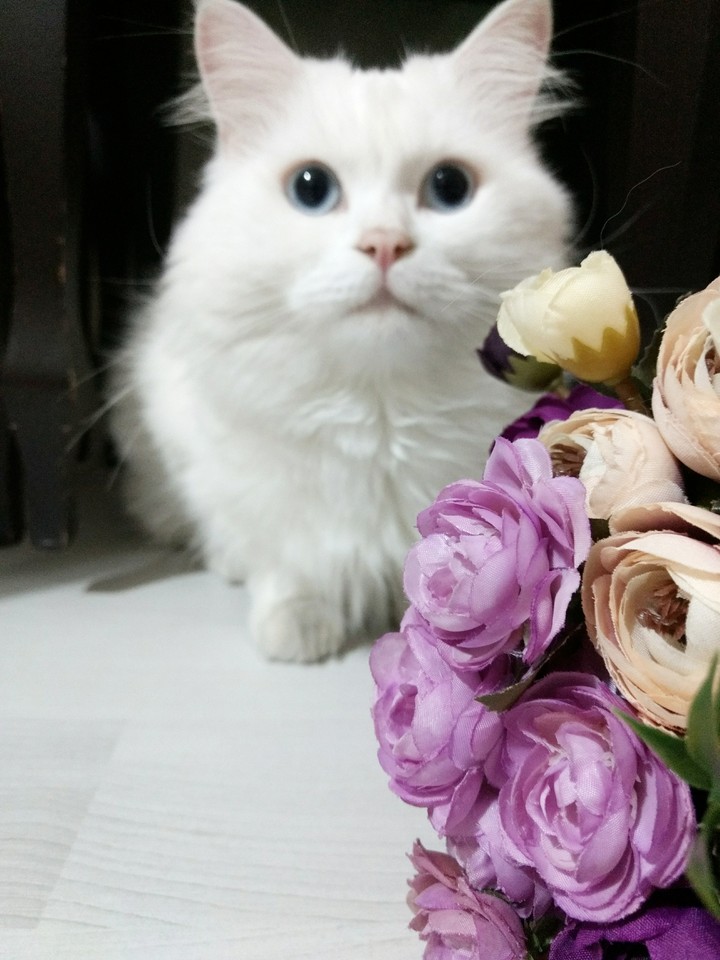 Catlovers