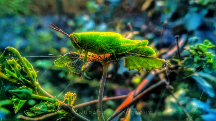 Anurag mobile photography.