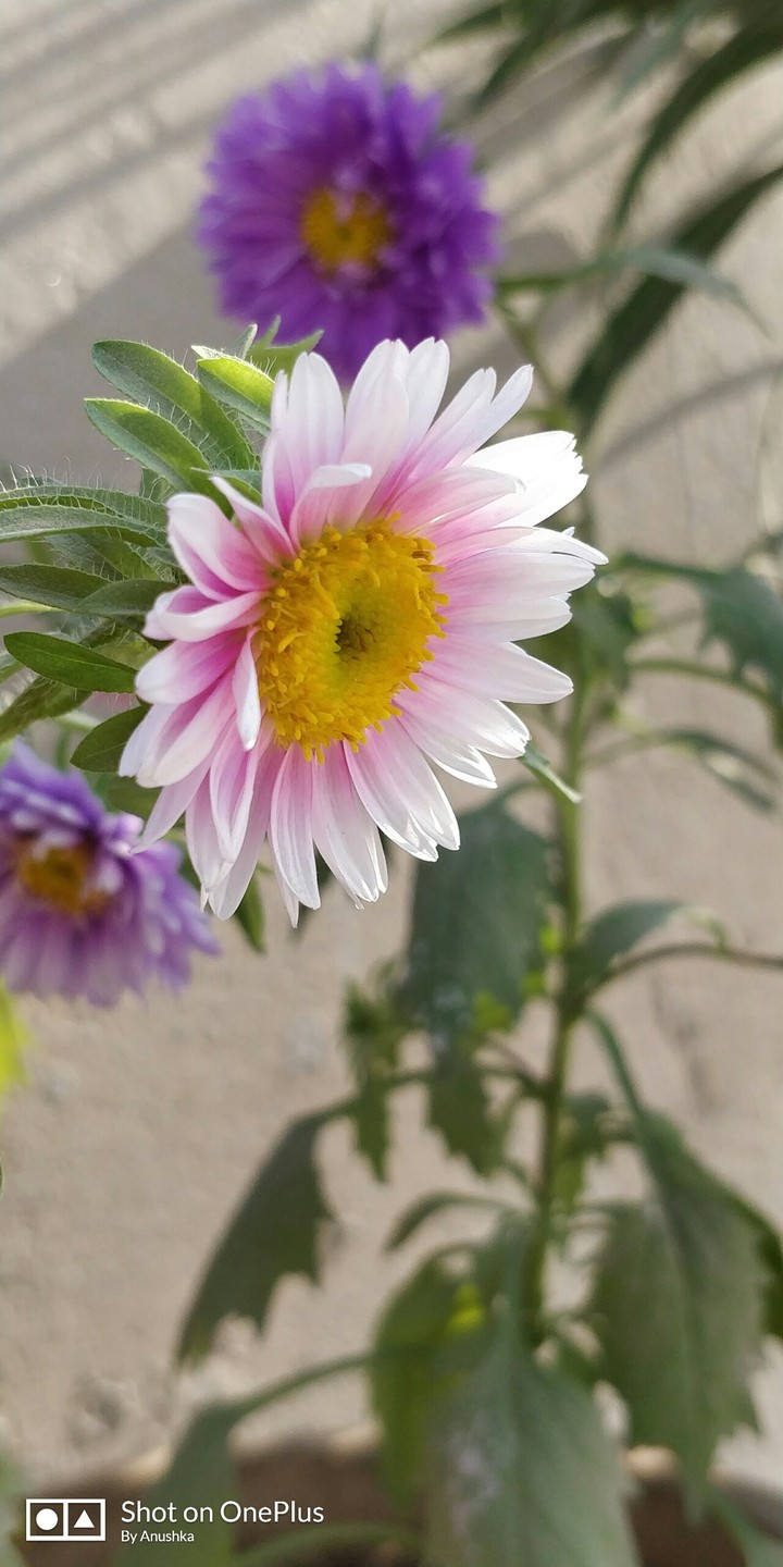 Pink beauty