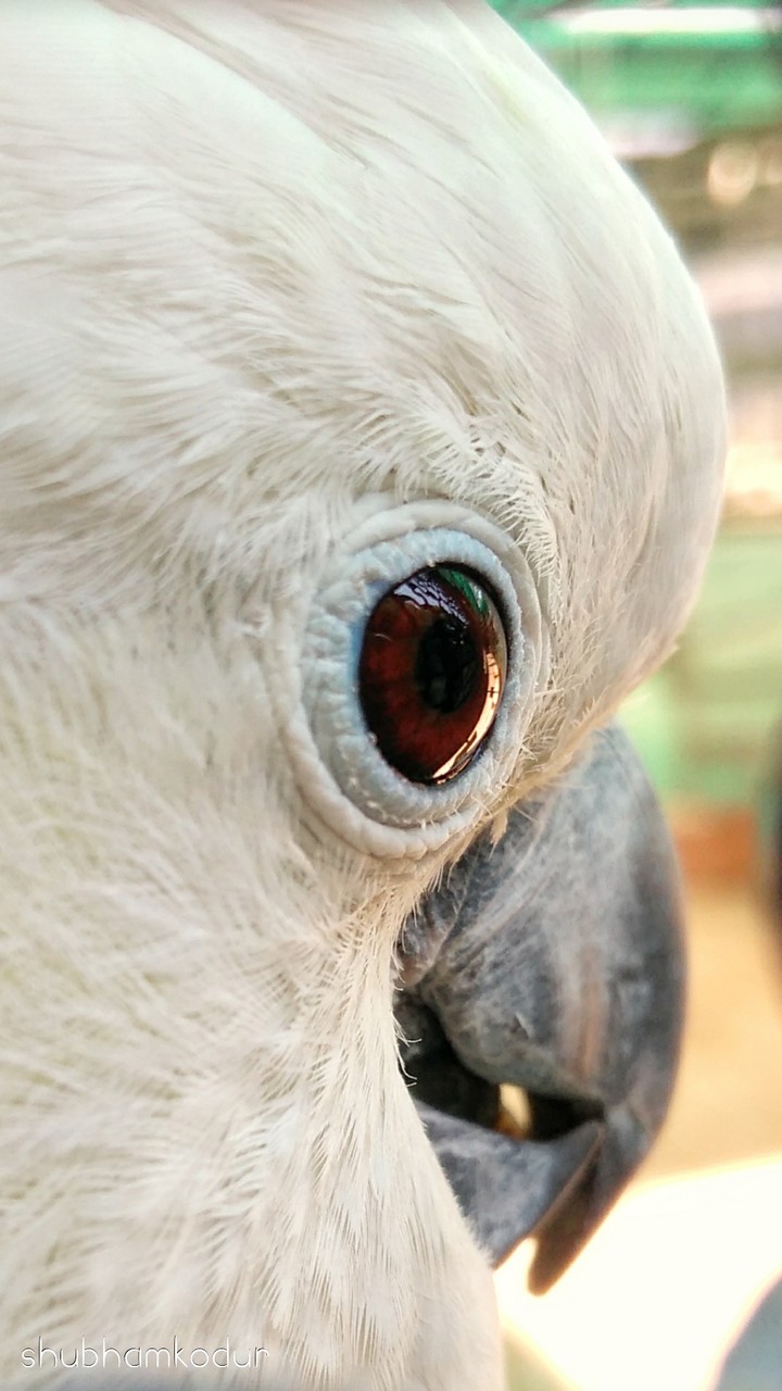 Bird Eye