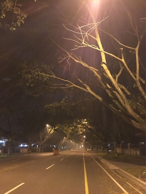 hình nền atmosphere, tree