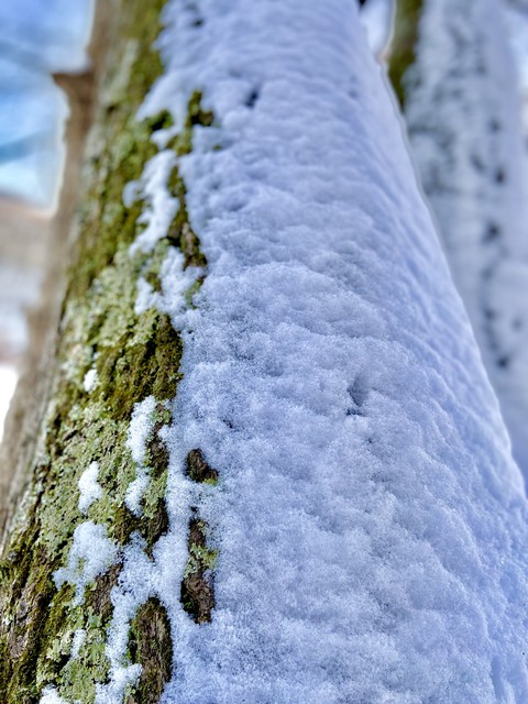 papéis de parede trunk, freezing