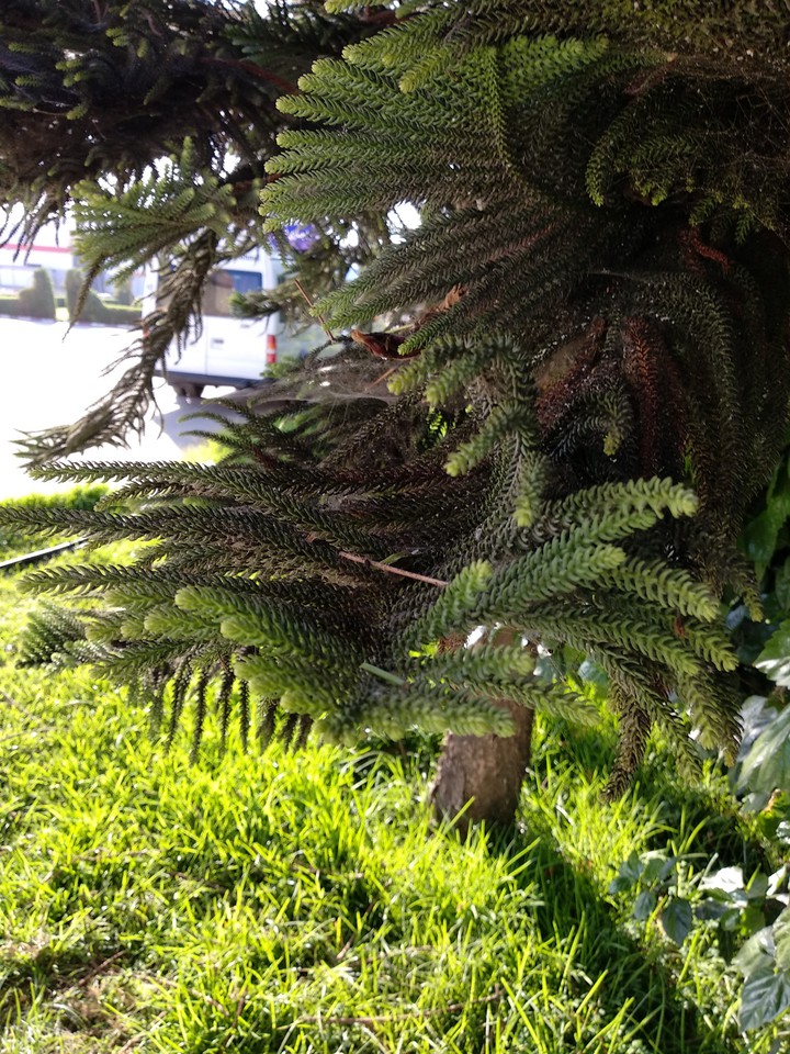 nature