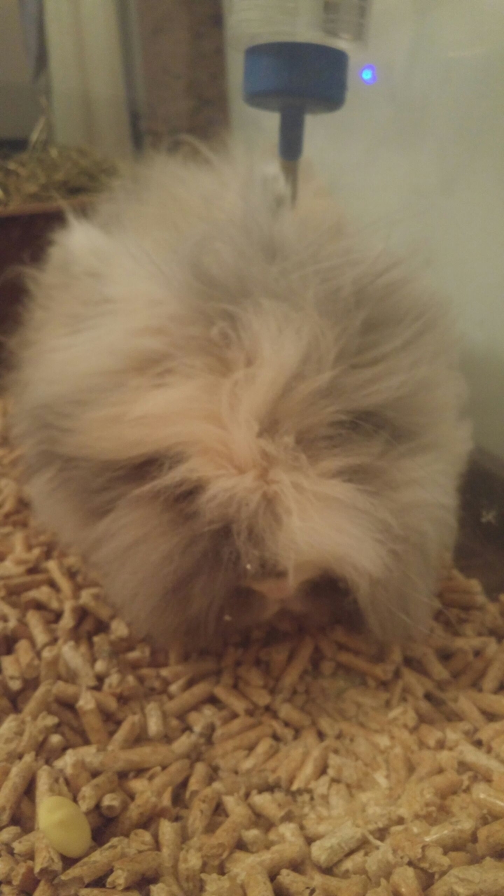 #bunny