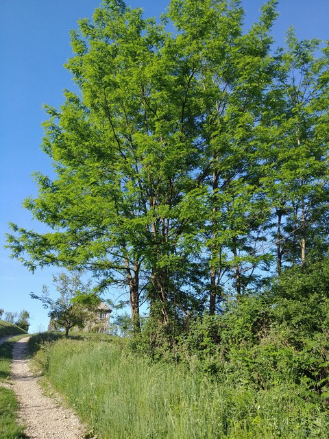 A tree by the road
