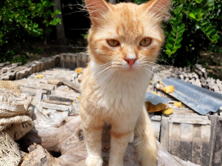gato