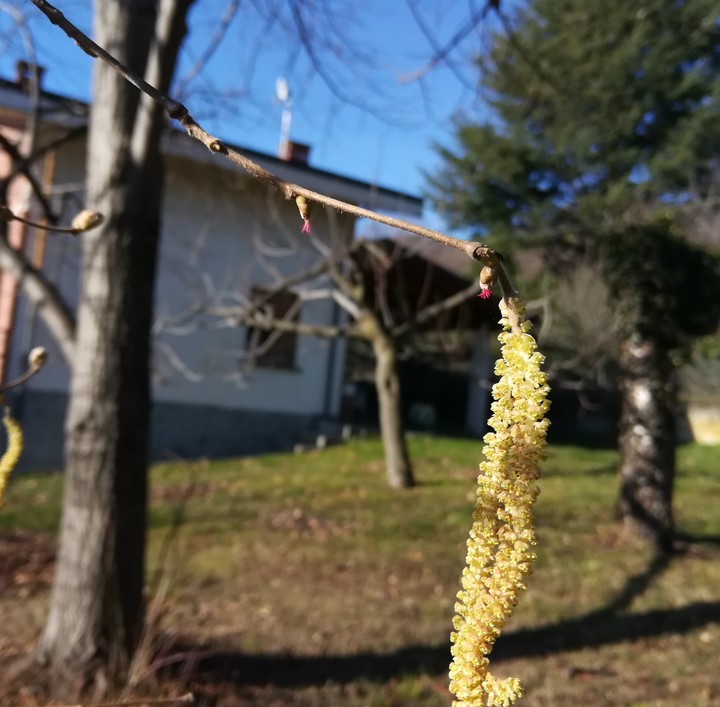 Boccioli d'inverno