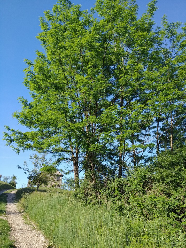 A tree by the road
