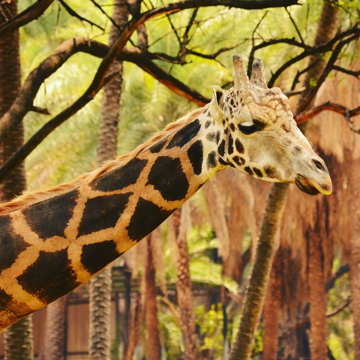 Gentle Giraffe