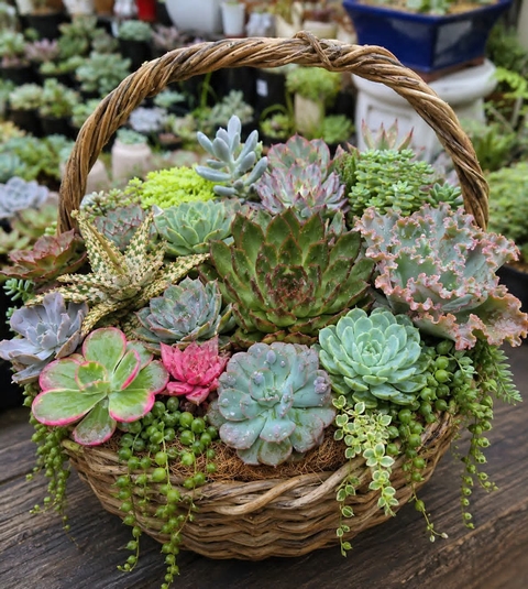 tapety basket, stonecrops