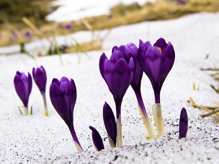 purple flowers