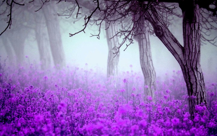 Lavander