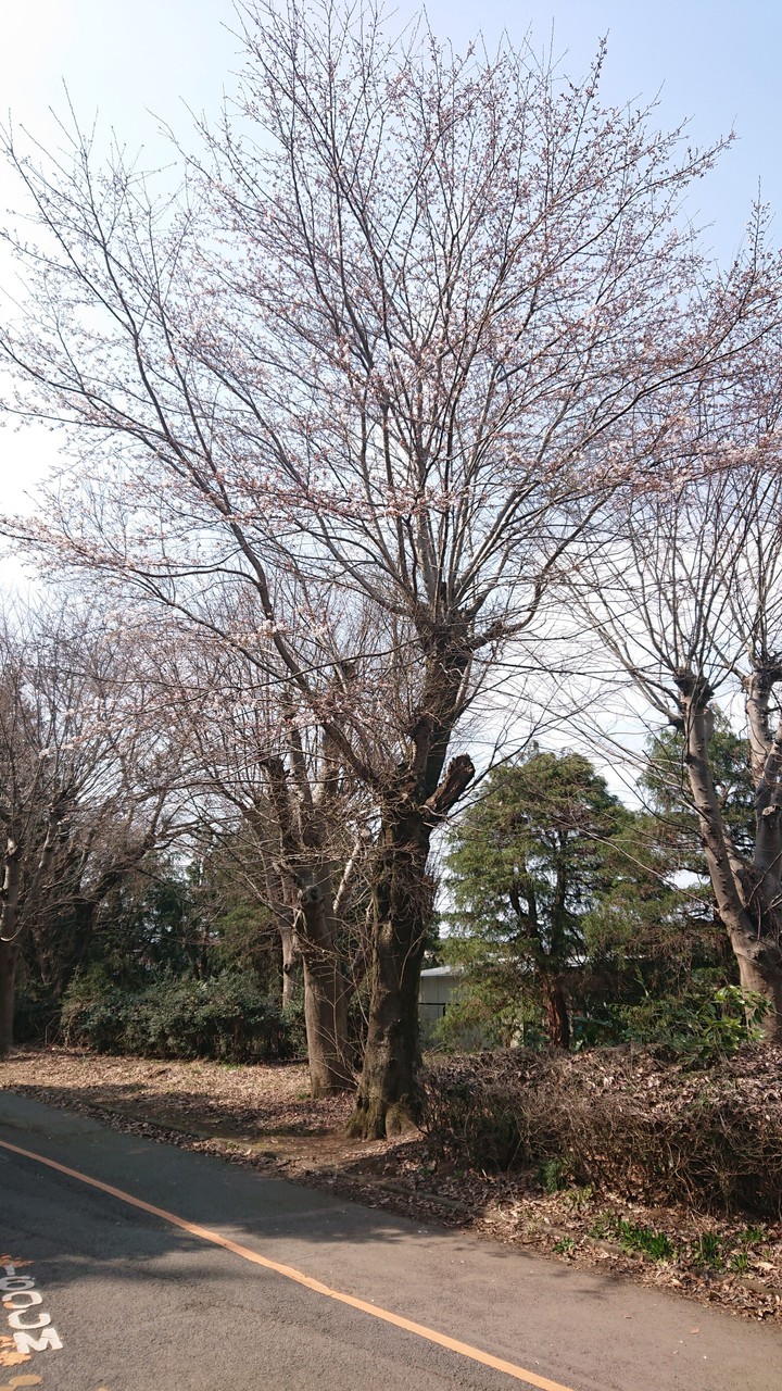 木