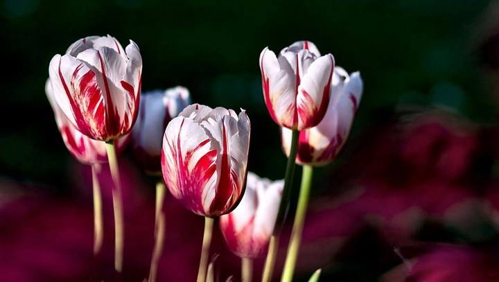 white flowers