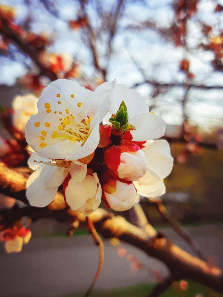 Spring flowers