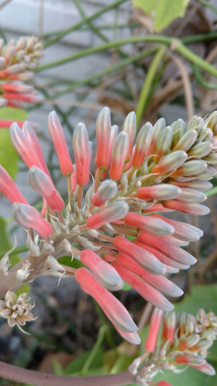 Aloe vera