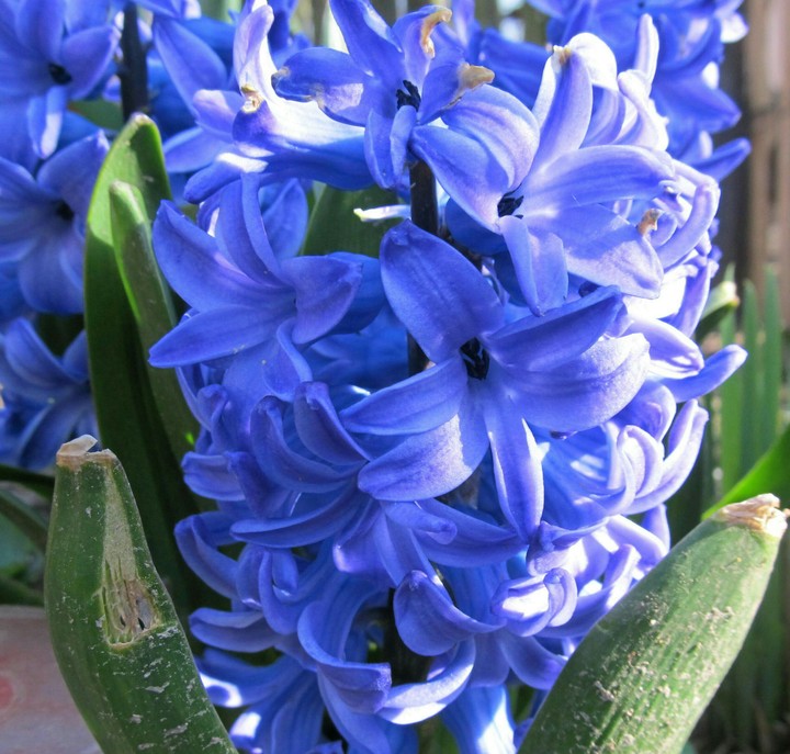 flower