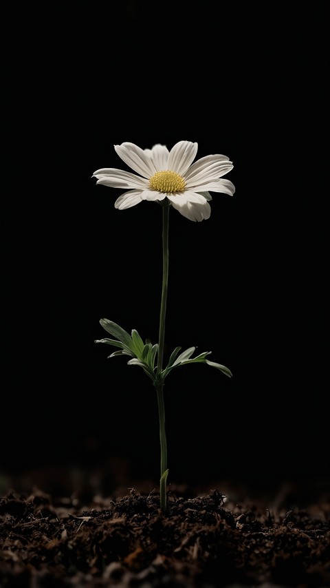 Flower, Petal, Lotus
