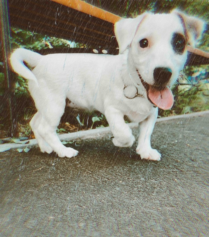 puppy ?