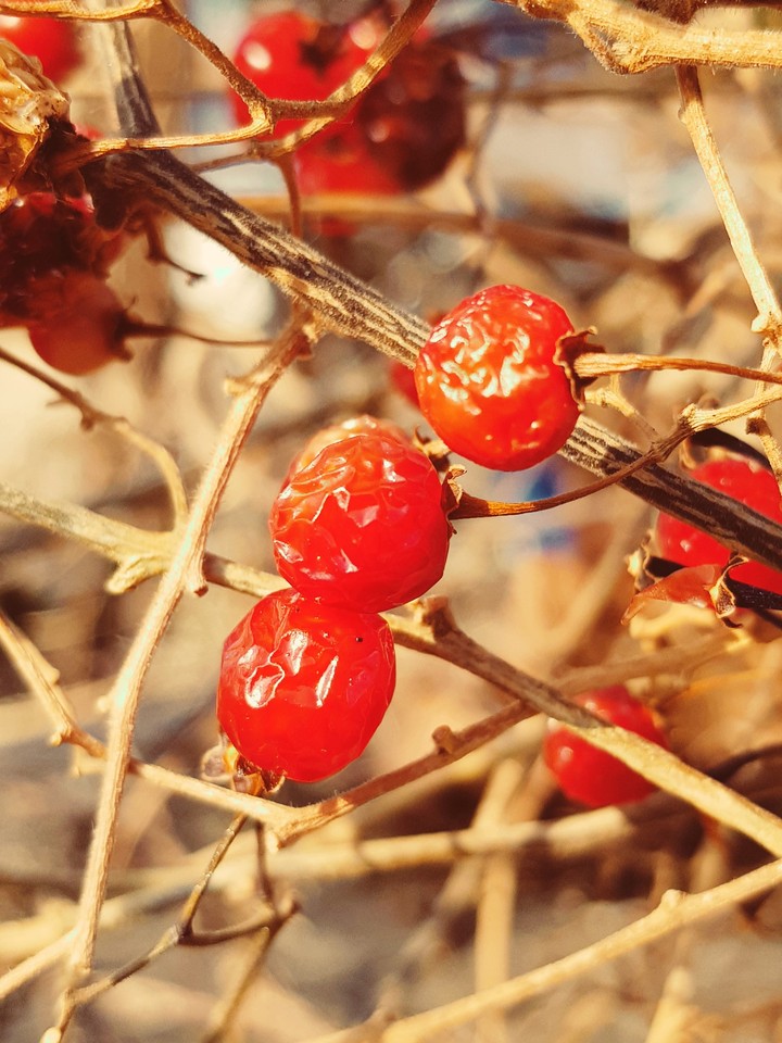 Winter Violet Light Tree Seeds, Fruit