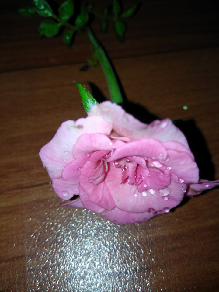 lovely rose