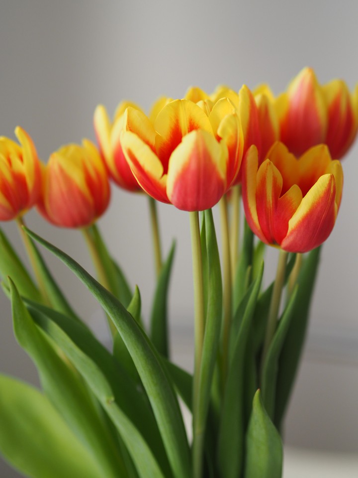 Tulips