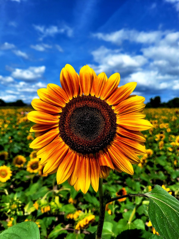 sunflower