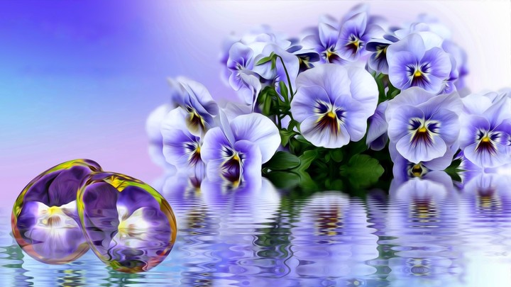 Viola