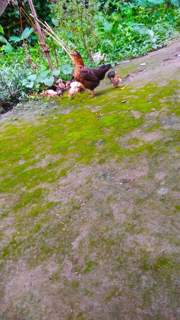 মুরগি এর পরিবার