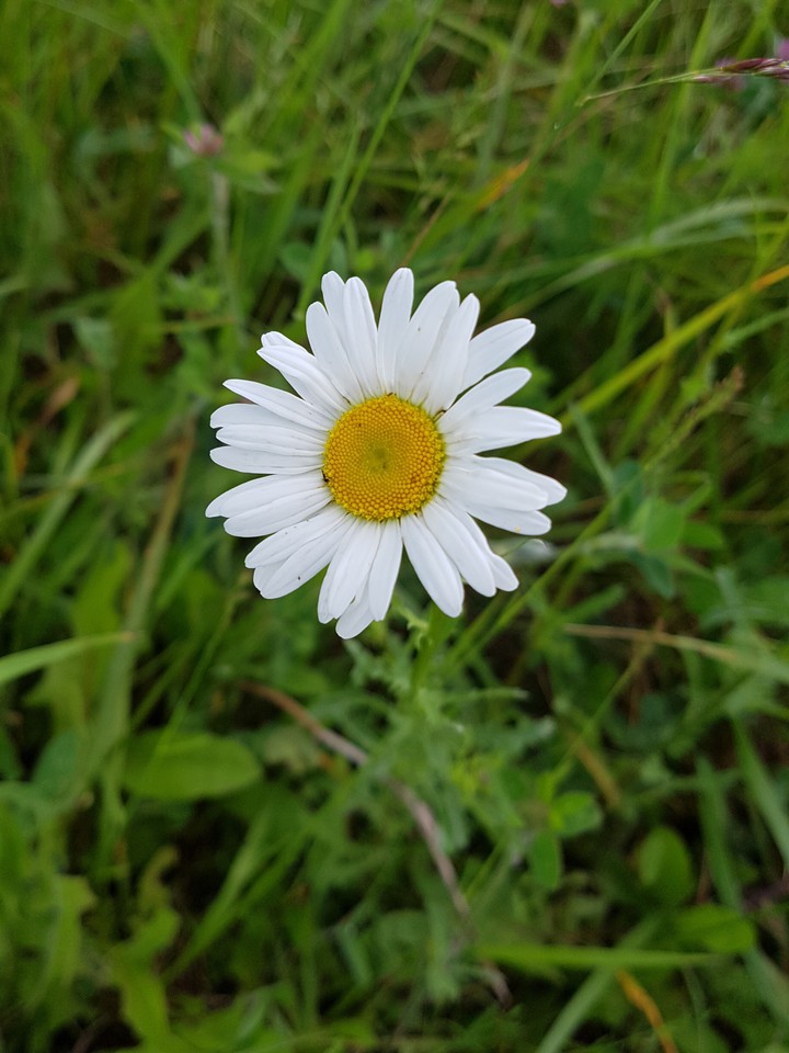 Daisy on Green