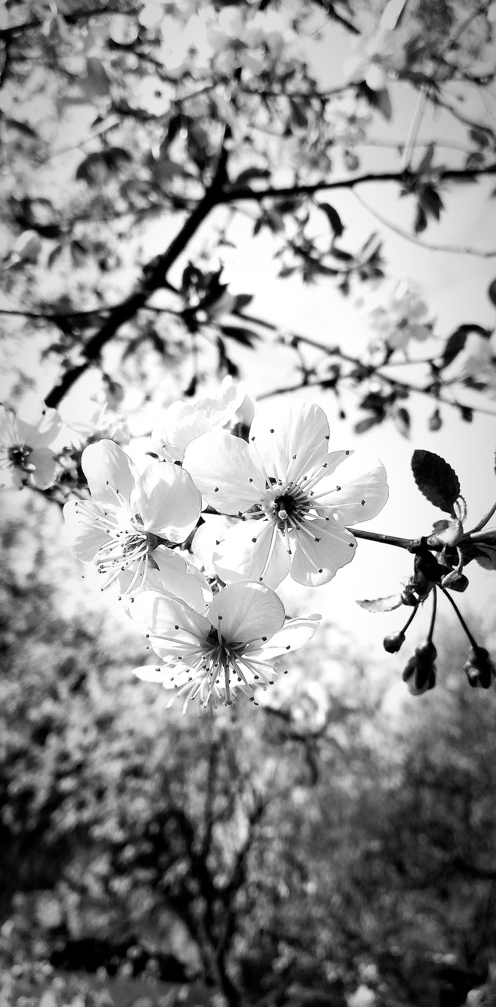 cherry blossom