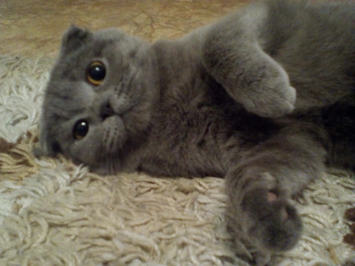 Сима