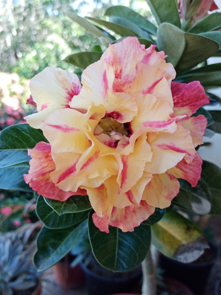 Adenium